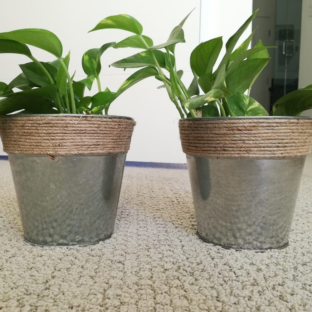 plant pot